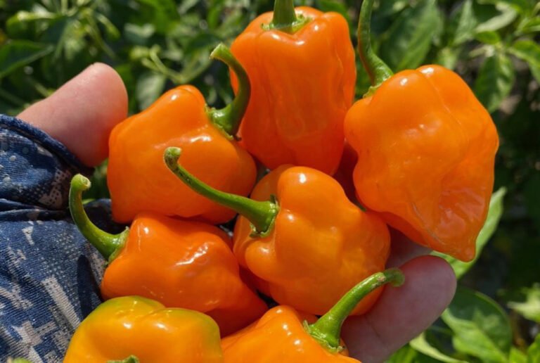 How To Dry Habanero Peppers